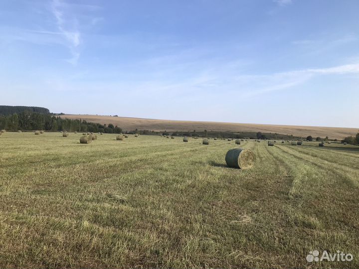 Сено сентябрь 2024