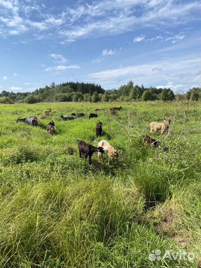 Продам козье молоко