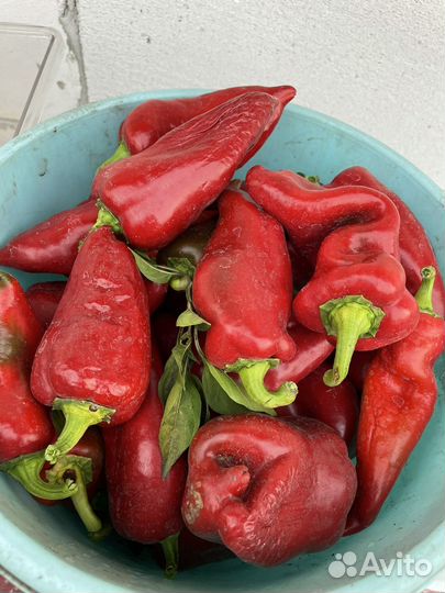 Перец болгарский