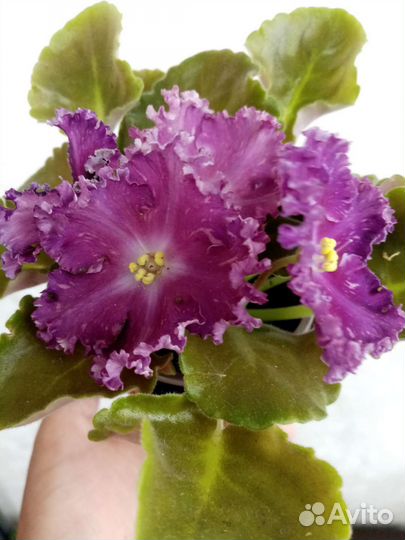 Укорененные листы фиалок с детками