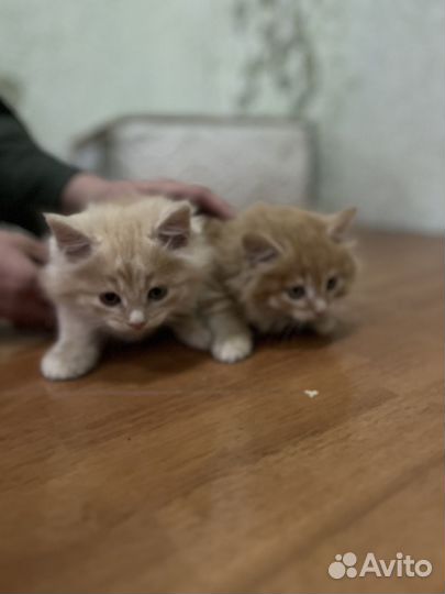 Продам котят