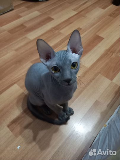 Канадский сфинкс