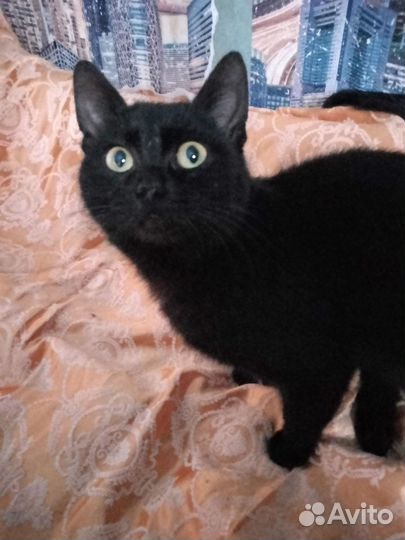 Котёнок Коржик очень ласковый и мурчалочка