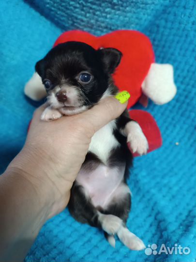 Мини дюймовочка