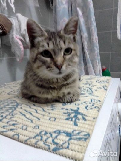 Кошка