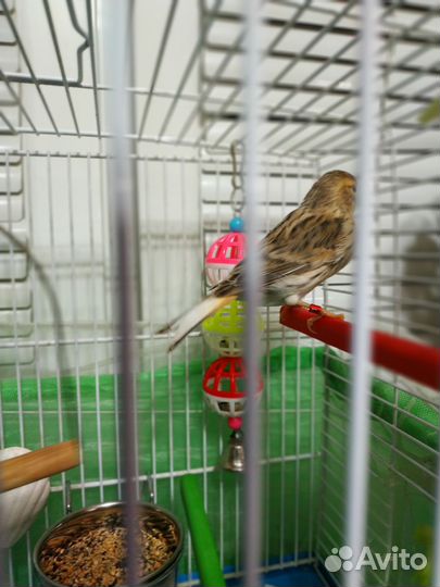 Канарейка- самочка