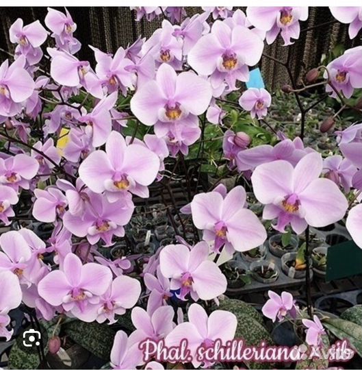Не цветут. Шиллерианы. Орхидея