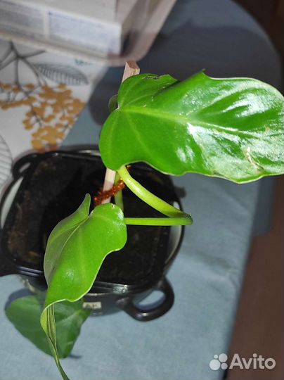 Филодендрон