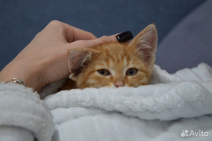 Рыжий котенок девочка в добрые руки