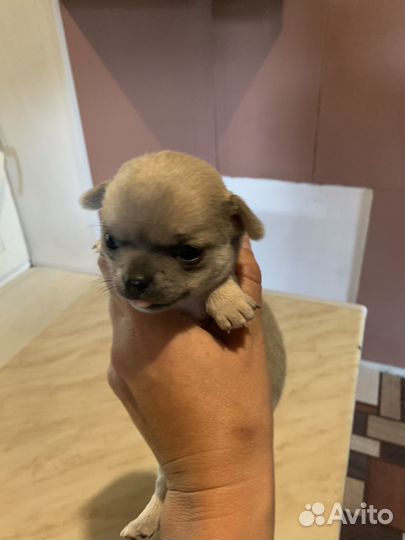 Собаки чихуахуа мини