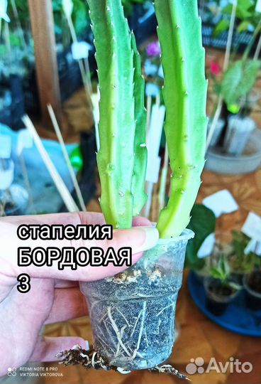 Стапелия 2 сорта, Гуэрния