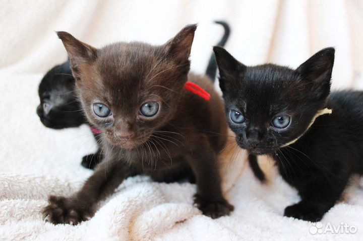 Котята