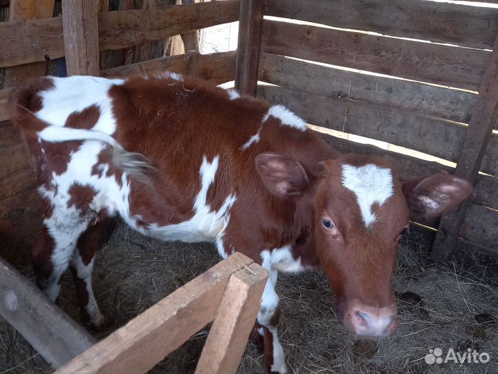 2 Бычка и телочка