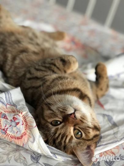 Шотландская кошечка
