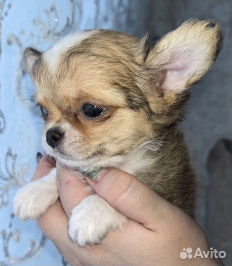 Щенки чихуахуа мини