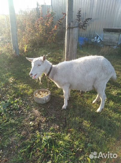 Коза дойная 3 года.Цена 6500