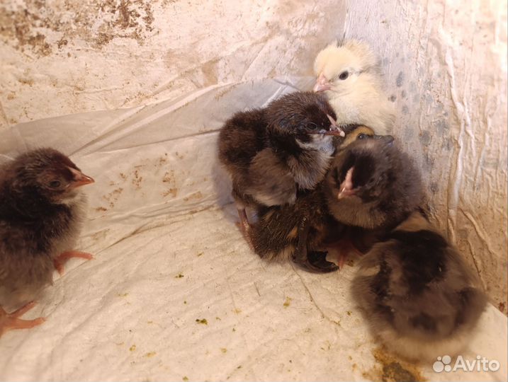 Цыплята, индоутки, гуси