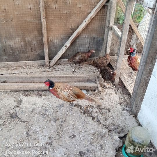 Декоративные птицы