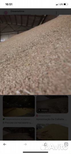 Зерно пшеница