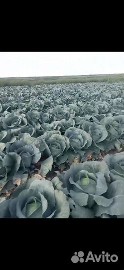 Капуста оптом