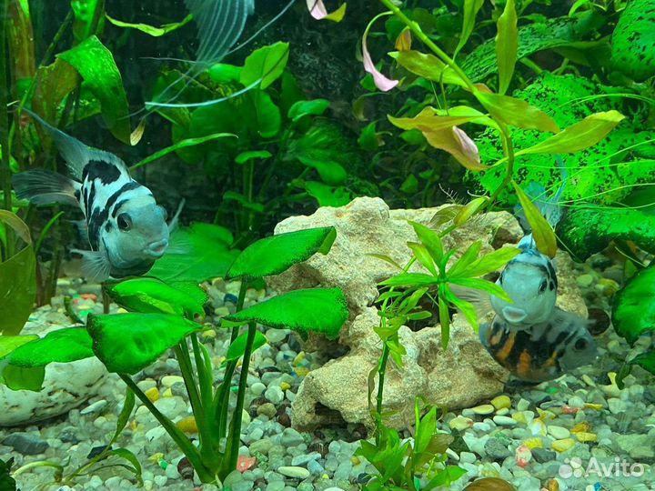 Аквариумные рыбки