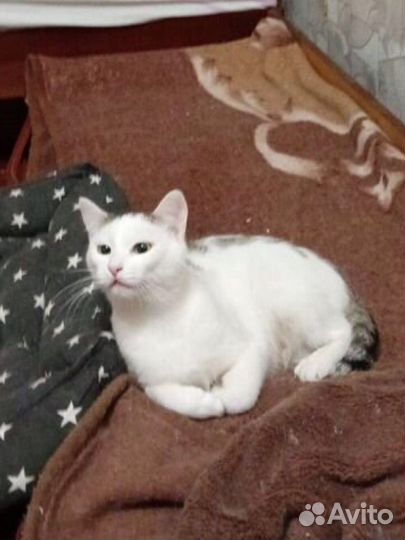 Кошечка в добрые руки