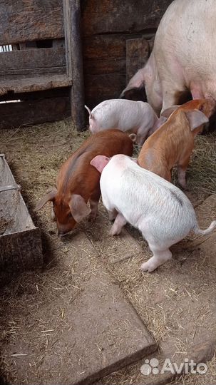 Поросенок Ландрас и Дюрок