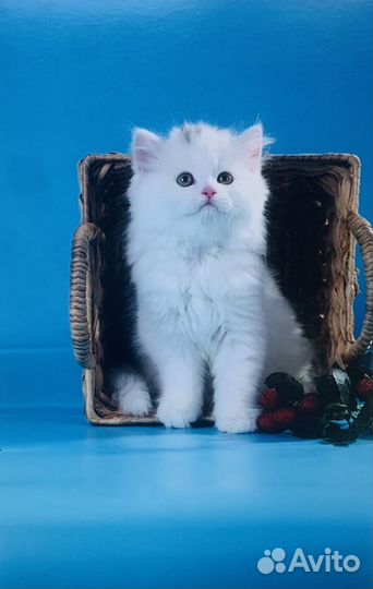 Шотладский котик