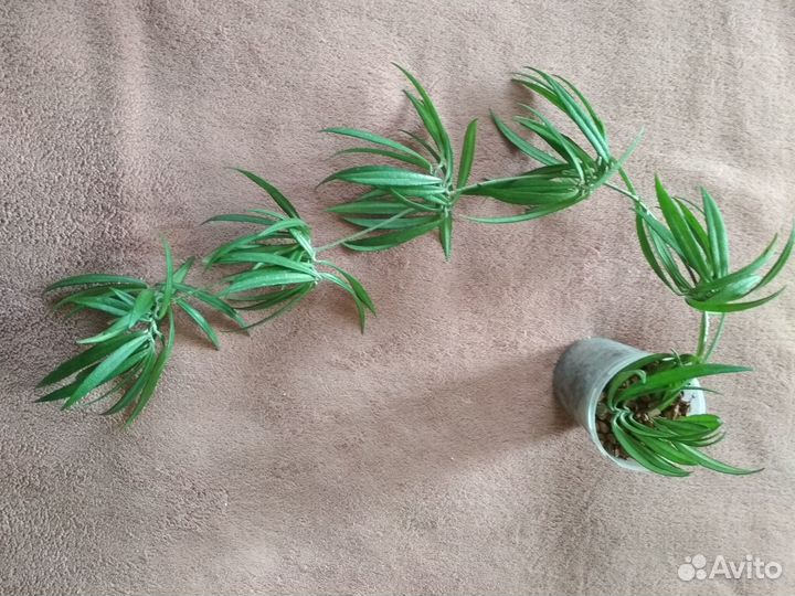 Хойи разные