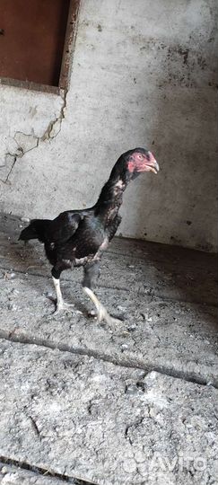 Бойцовая курица
