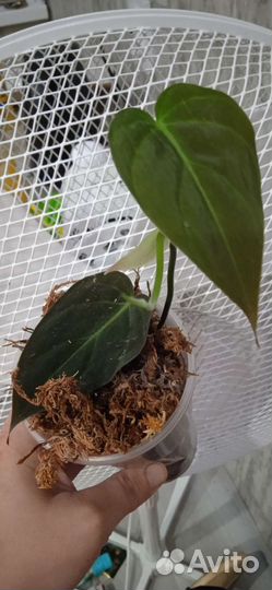 Филодендрон, Сансеиверия