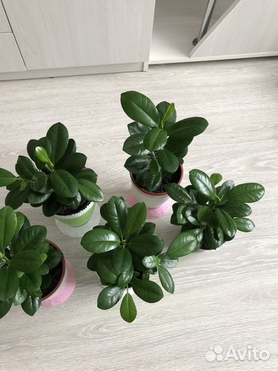 Фикус Маклеин