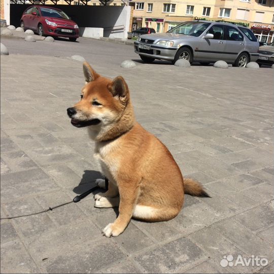 Кинолог. Зоопсихолог.Дрессировка собак