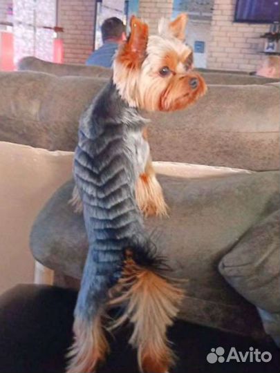 Йоркширский терьер мини