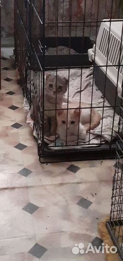 Шотландская