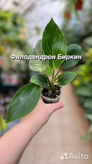 Филодендрон Биркин
