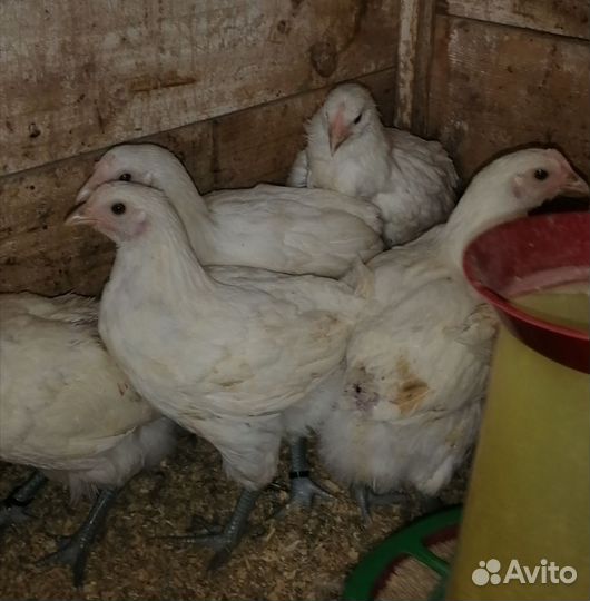 Курочки молодки