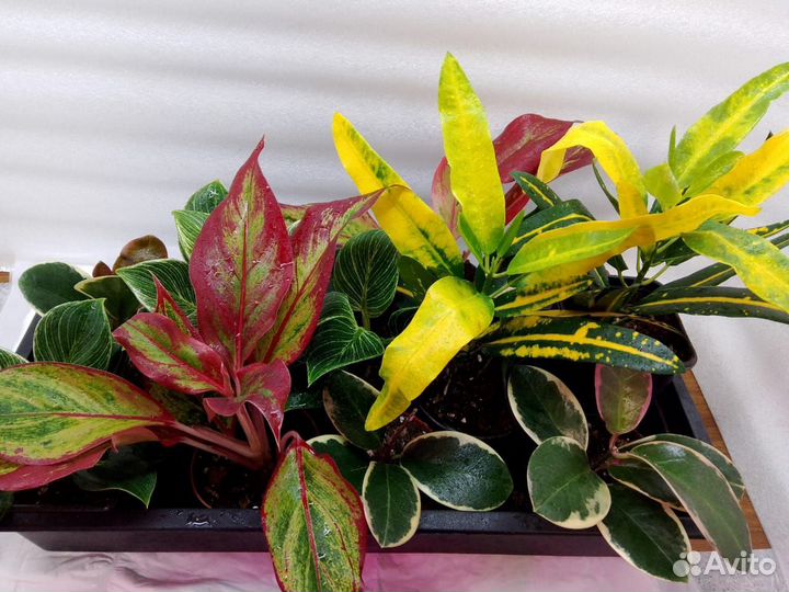 Комнатные растения цветы