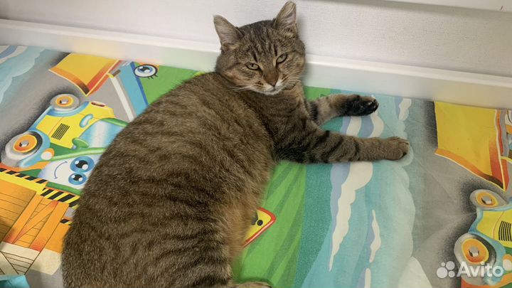 Кошка в дар