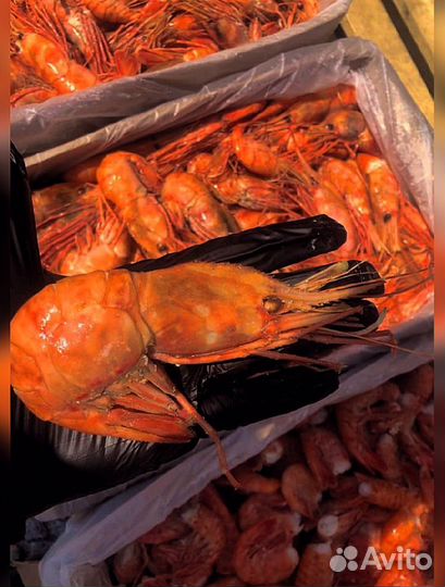 Креветка Северная