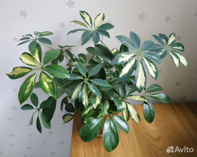 Комнатные растения и спацифилиум Даймонд