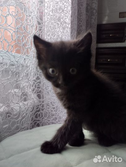 Котята отдам бесплатно