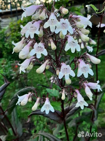 Пенстемон наперстянковый