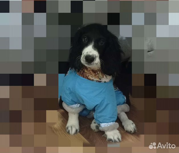 Зимний костюм для собаки