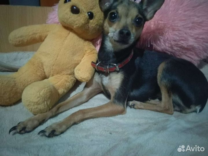 Той-терьер щенки