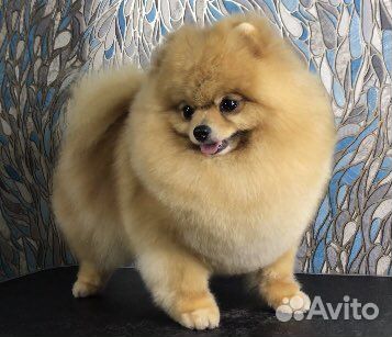 Груменг для собак