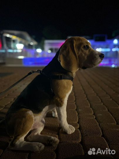 Случка собак