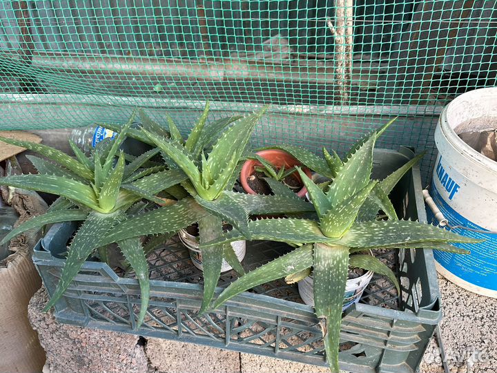 Гель алоэ вера