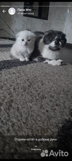 Отдам котят в добрые руки