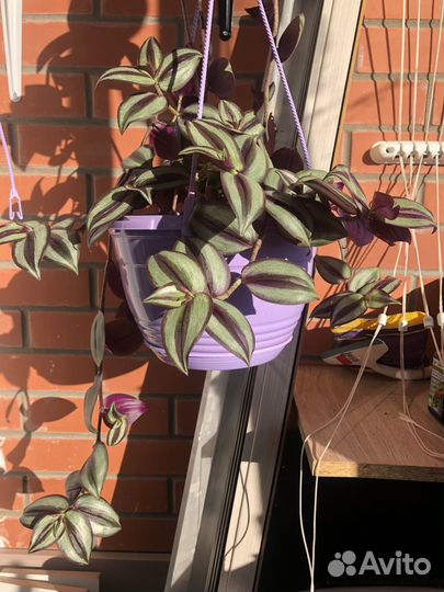 Традесканция зебрина